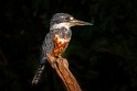 090 Noord Pantanal, amerikaanse reuzenijsvogel
